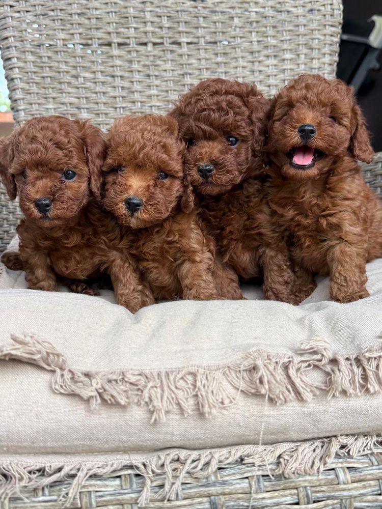 Toy mini red poodle