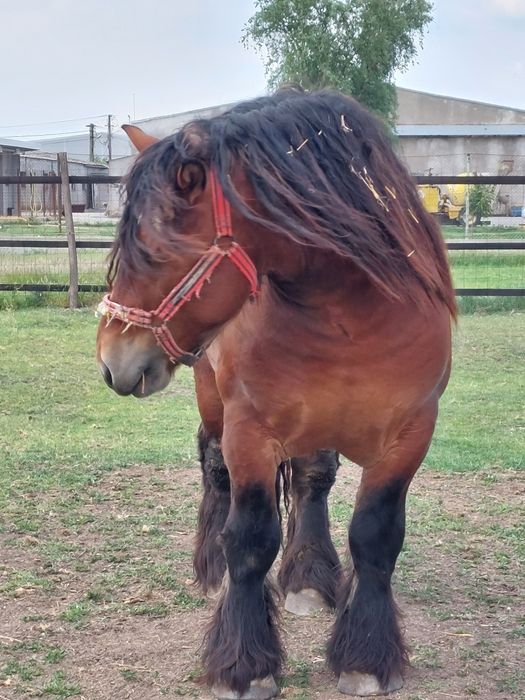 Armasar de monta.deosebit de frumos. Cu produsi pe masura lui!!