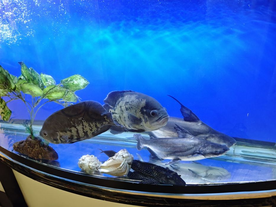 Katta xishnik baliqlar sotiladi.