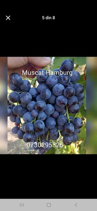 Vând Butași viță de vie Altoita si Hibrid direct de la PRODUCĂTOR