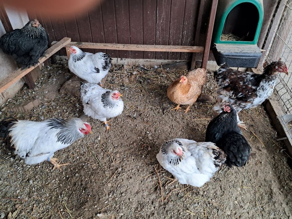 Wiandotte pitic herminat deschis si cochinchina pitic