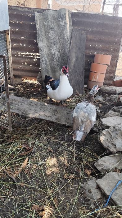 Vindem Rate mute ,pirchite ouatoare , curci si cocosi