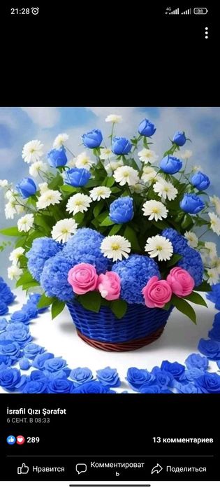 Цветы комнатные  Олеандр женское счастье большой