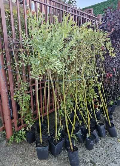 Plante Ornamentale de exterior Oriunde in tara Transport Gratuti