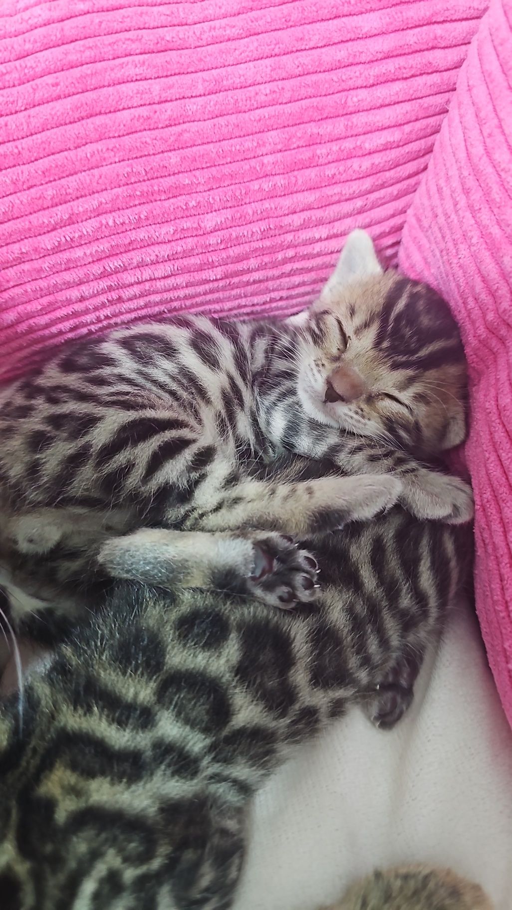 Бенгальские котята