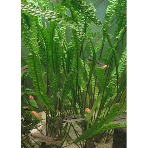 Криптокорина апоногетонолистная