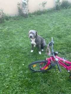 Vand bicicleta pentru copii de 5-8 ani, Merida roz.