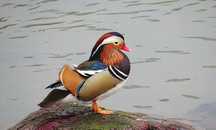 Pui rață mandarin – 150 lei bucata