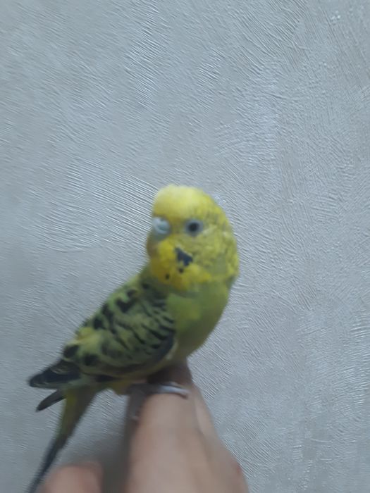 Totilar ruchnoy ideal