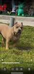 American bully pocket