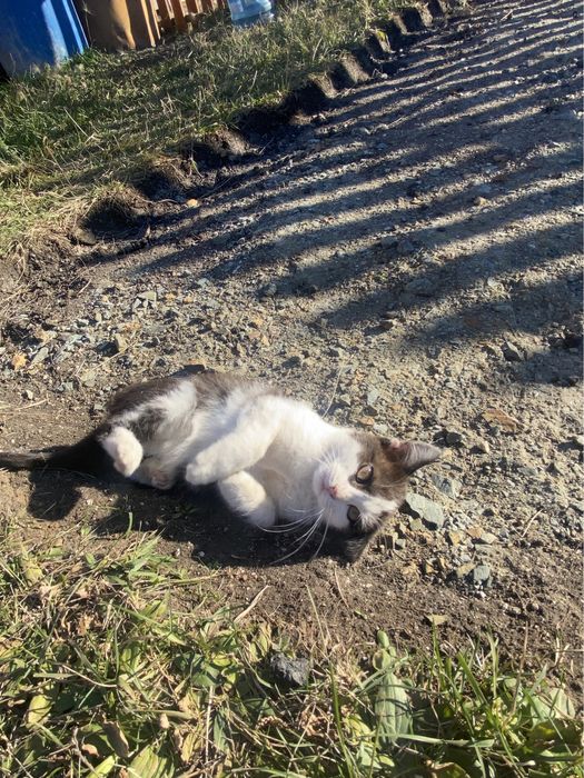 Котенок в добрые руки