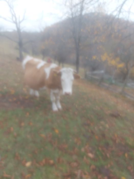 Vând vaca de ținut sau abator