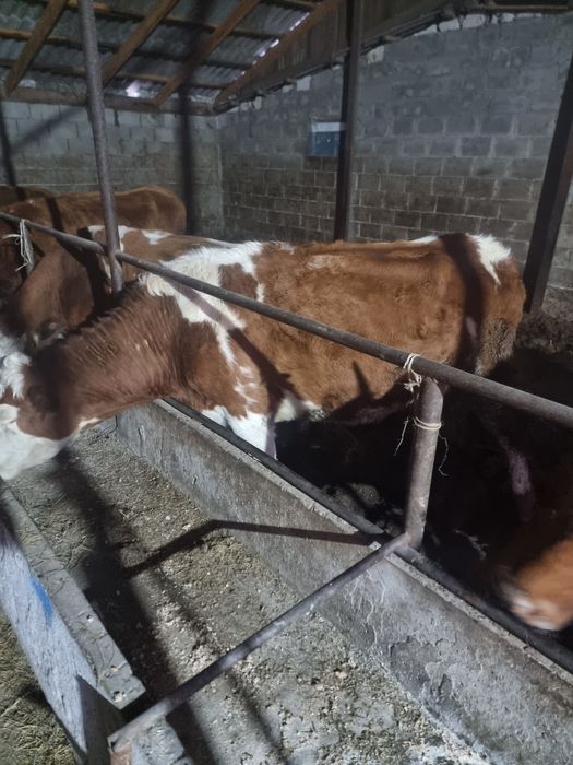 продам коров 111