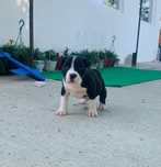 Vând mascul amstaff