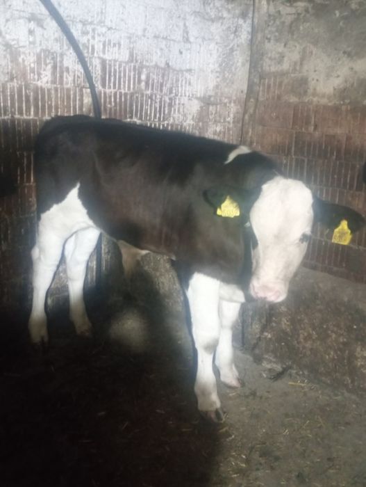 Tăurași bălțat pe negru