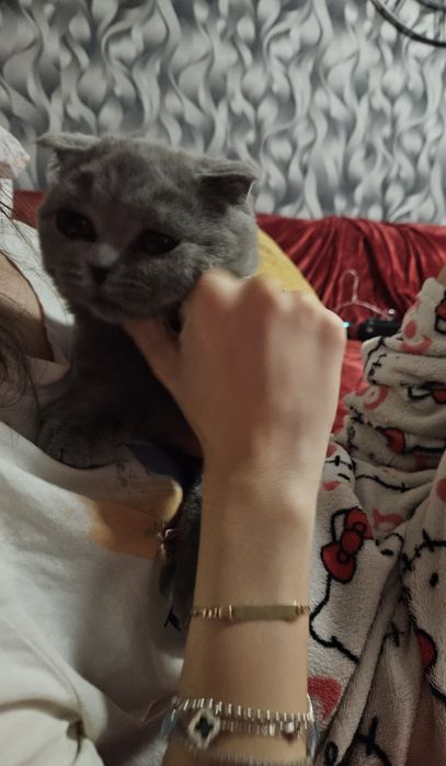 Fetita scottish fold blue