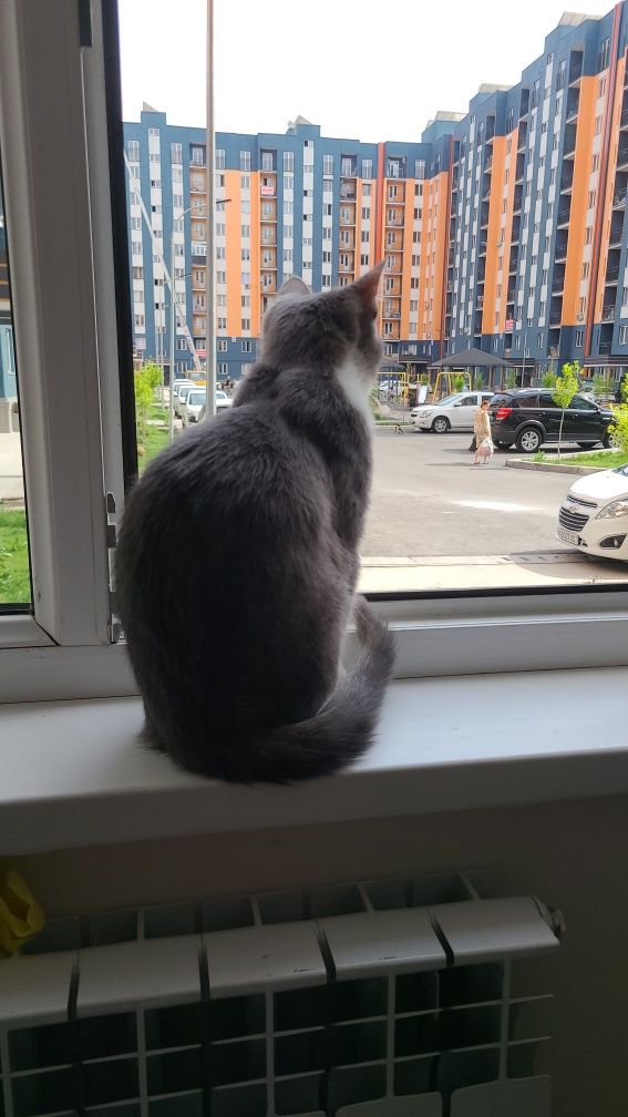 Пропал кот по кличке Пушок, кот домашний.