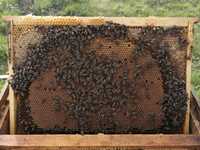 40 familii de albine la Hățăgel