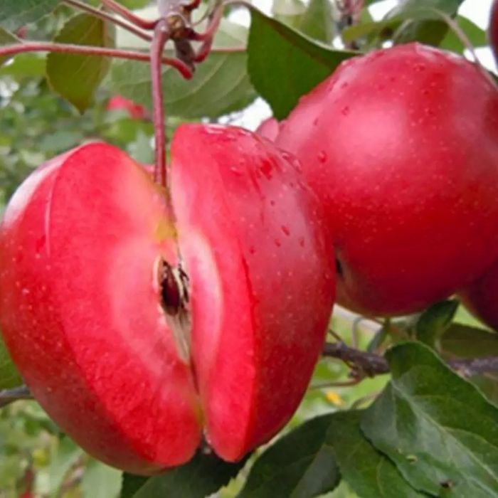 Pomi Fructiferi Deosebiti  mar vampira  cu miezul rosu