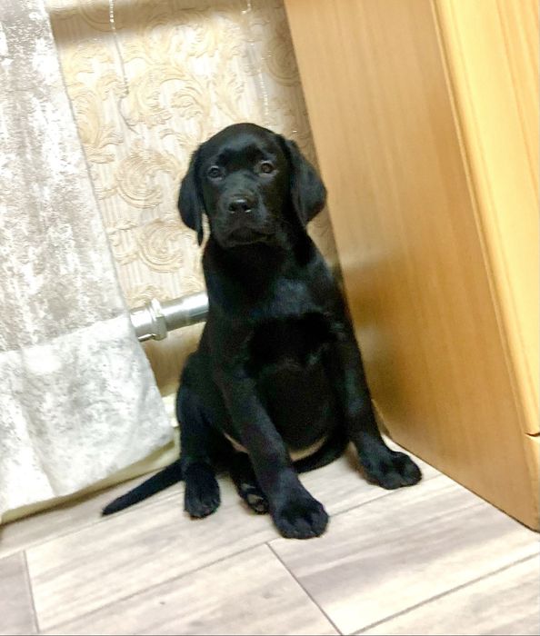 Щенки лабрадора ретривера