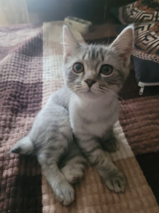 Шотландский котик