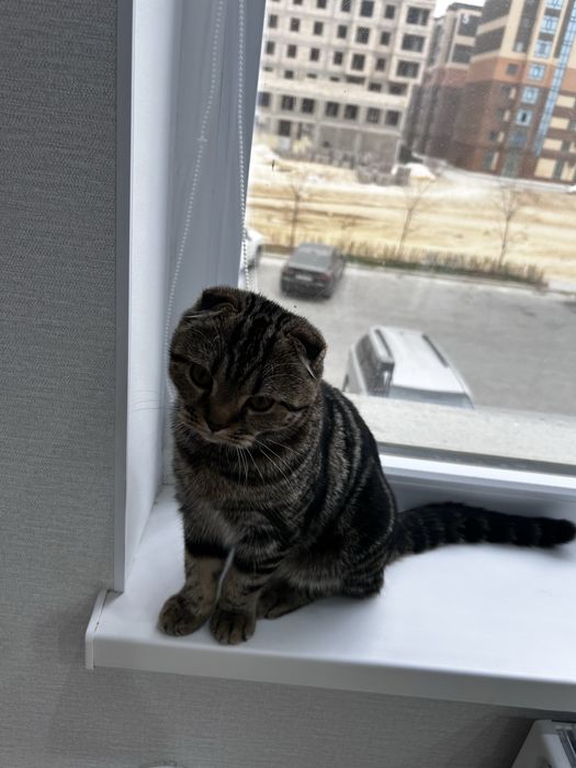 Котенок в сапогах