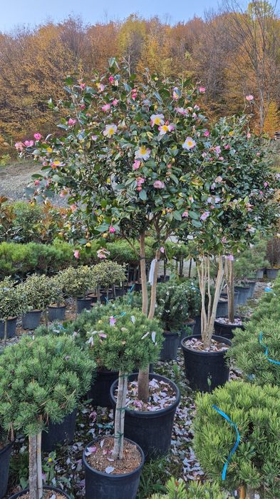 Brazi de Crăciun la ghiveci  si cu balot de pământ