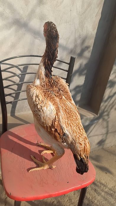 Жужа товук сотилади привазной зотладан