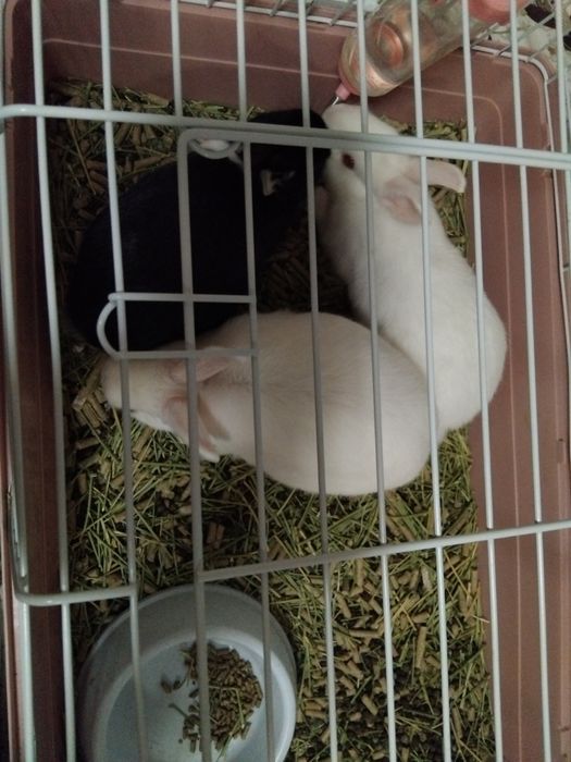 Karlik quyonlar uy ichida boqsa bo'ladi domda ham boqsa bo'ladigan