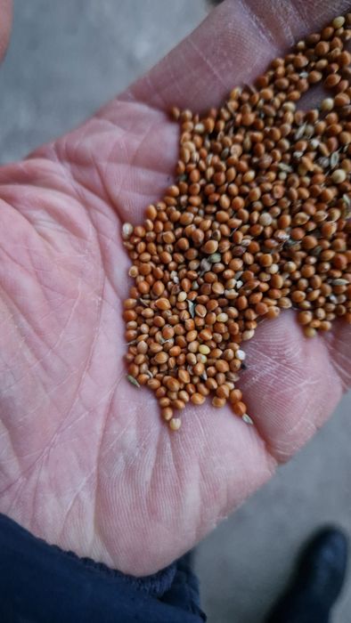 Mei roșu pentru porumbei și papagali