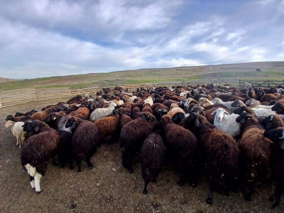 Vand Cârlani 250 bucati