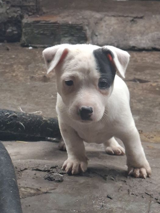 Джак ръсел териер