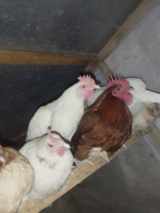 Xoroz va tovuqlar :srochniga 800 ga bervoraman