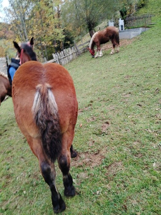 Vând mânză de patru luni