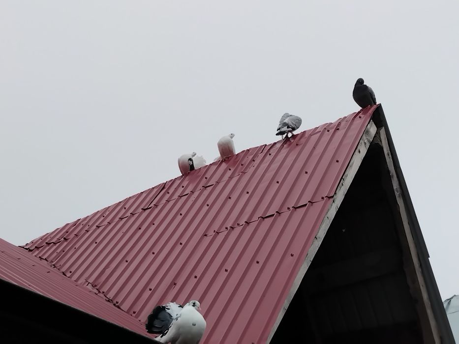 Porumbei  de vanzare doar impreuna