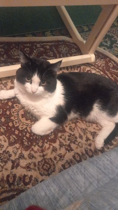 Ищем кошечку на вязку