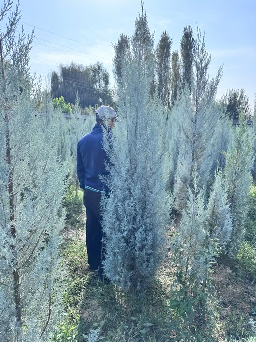 Dekarativniy daraxtlar va archalar