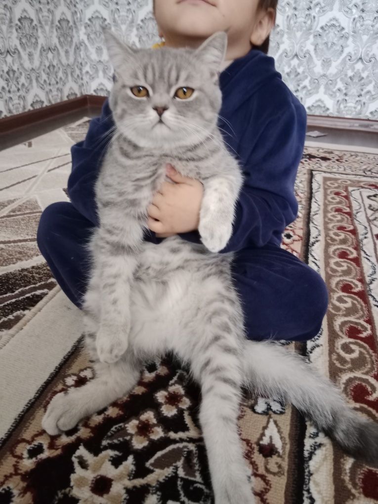 Шиншилла сотилади.