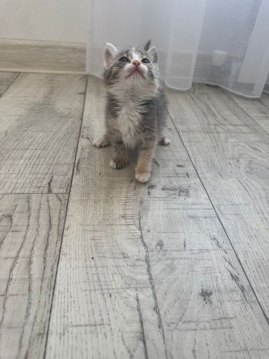 Котята бесплатно