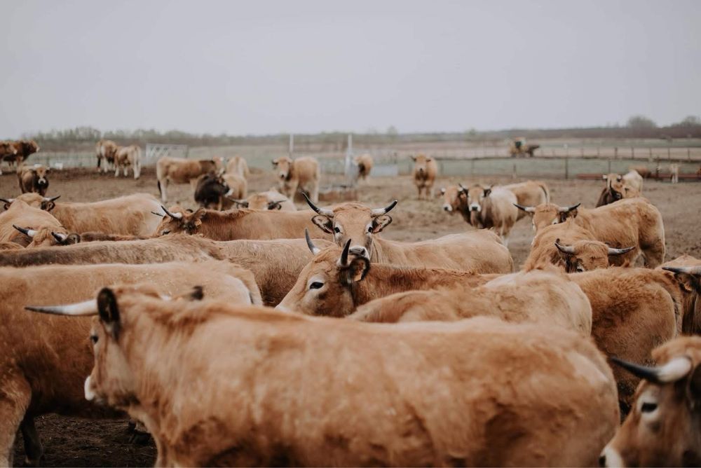 De vanzare 30 bucati vaci aubrac