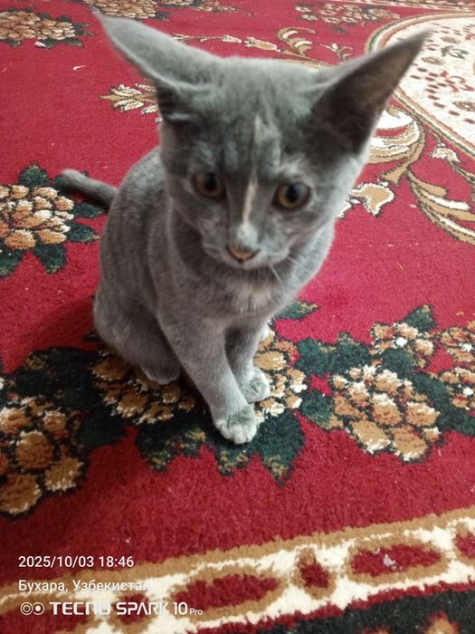 Дамашняя кошка прирученная маленкая