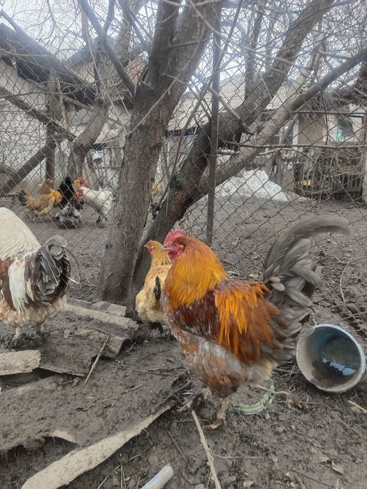 привитые пет.yхи.