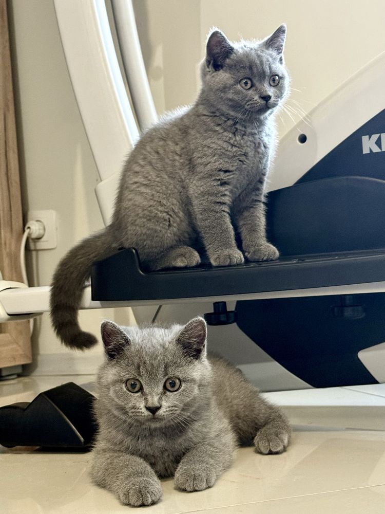 Британски късокосмести котки - последна дама от котилото