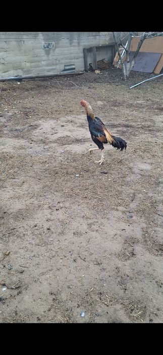 Шамо карец микс кораз сатлады