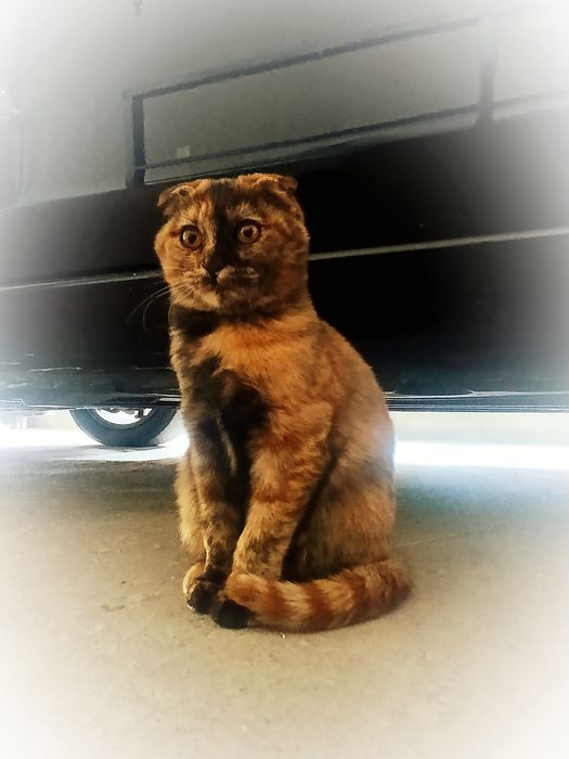 Кошка 5 месяц воспитанный