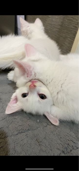 Отдам котят в добрые заботливые ответственные руки