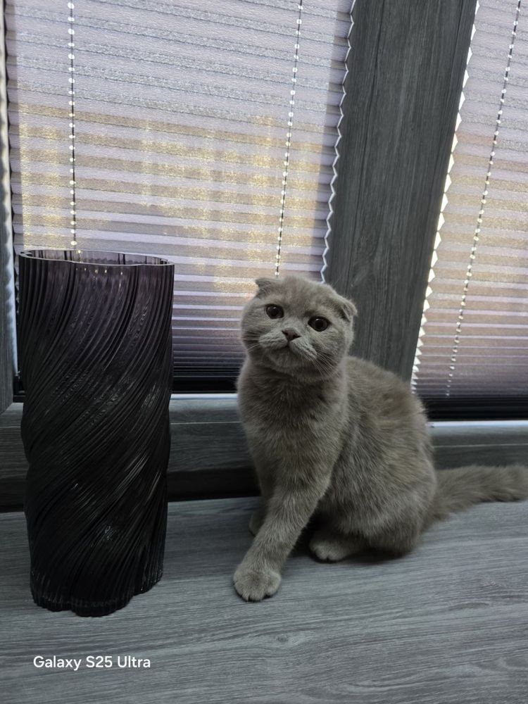 Шотландский вислоухий кот