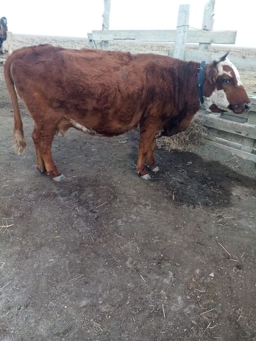 Сиыр буаз,Тайлак ұрғашы (Қоспақ)