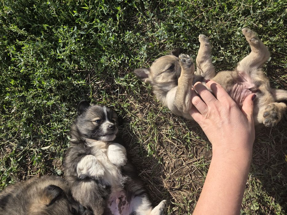 Donez căteluși pui talie mică