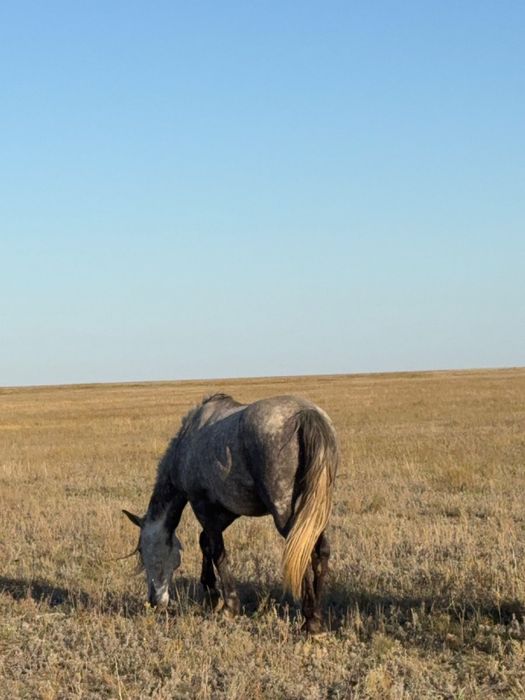 Продается Орловский конь  дерзкая как пуля мерзкая умная